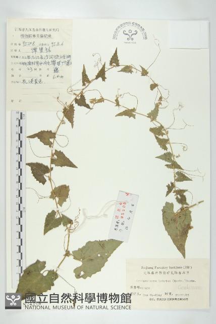 合子草藏品圖，第1張