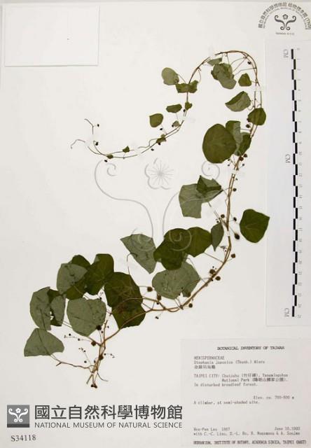 大還魂、玉笑葛藤藏品圖，第1張