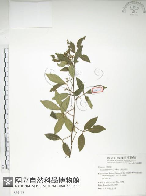 飛龍掌血藏品圖，第1張