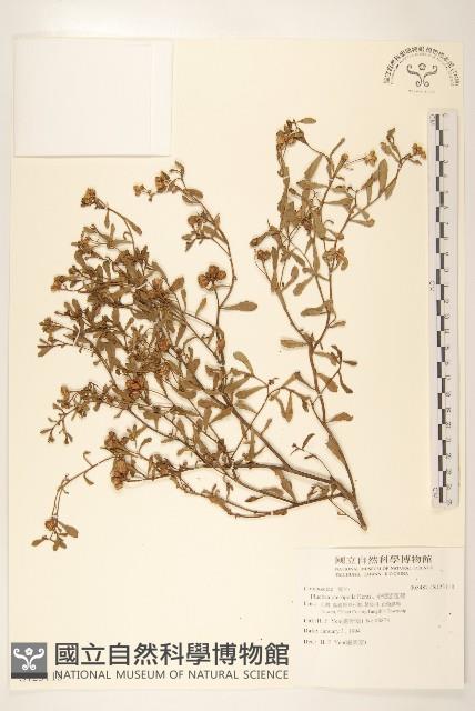 光梗闊苞菊藏品圖，第1張