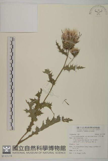 雞觴刺、島薊藏品圖，第1張