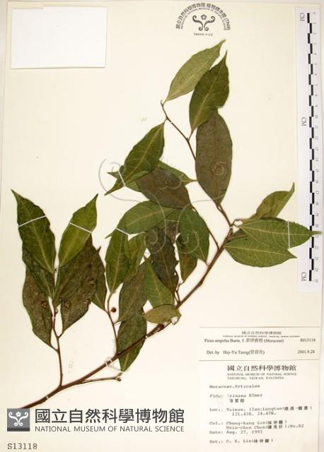 菲律賓榕藏品圖，第1張