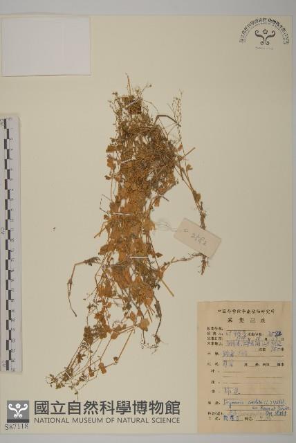 荷蓮豆藏品圖，第1張