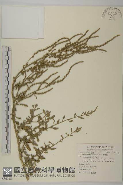 變葉藜藏品圖，第1張