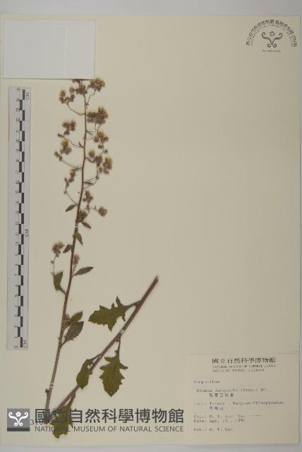 裂葉艾納香藏品圖，第1張