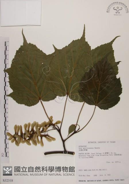 臺灣紅榨槭藏品圖，第1張