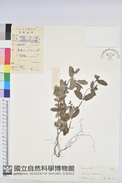 通奶草藏品圖，第1張