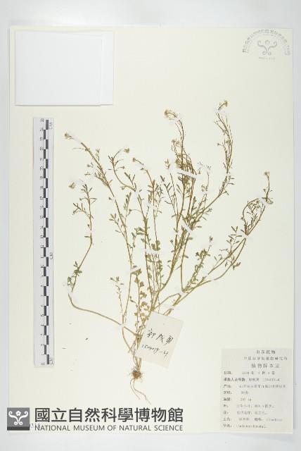 碎米薺藏品圖，第1張