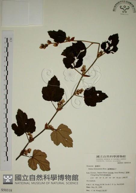 臺灣懸鉤子藏品圖，第1張