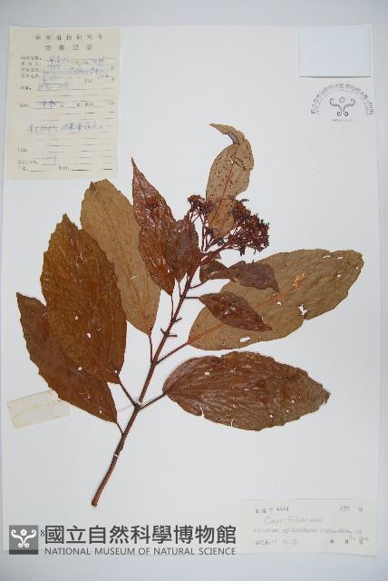 水紅木藏品圖，第1張