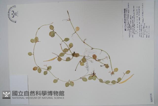 風不動藏品圖，第1張