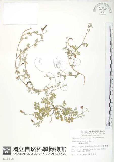 臺灣灰毛豆藏品圖，第1張