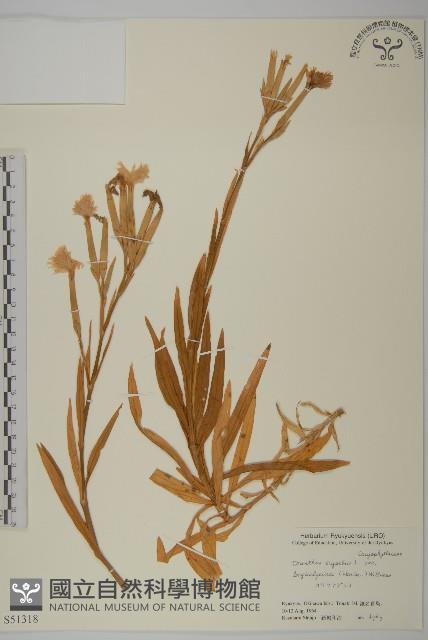 長萼瞿麥藏品圖，第1張