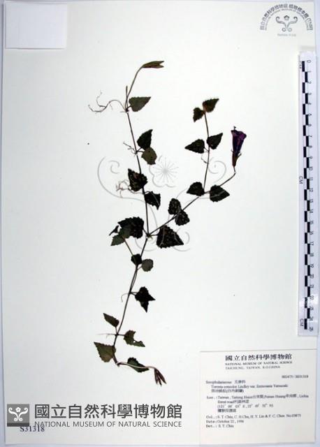 倒地蜈蚣、四角銅鑼藏品圖，第1張