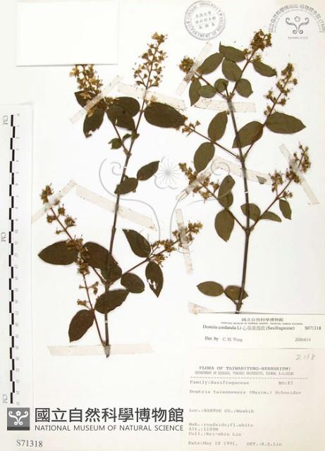 心基葉溲疏藏品圖，第1張