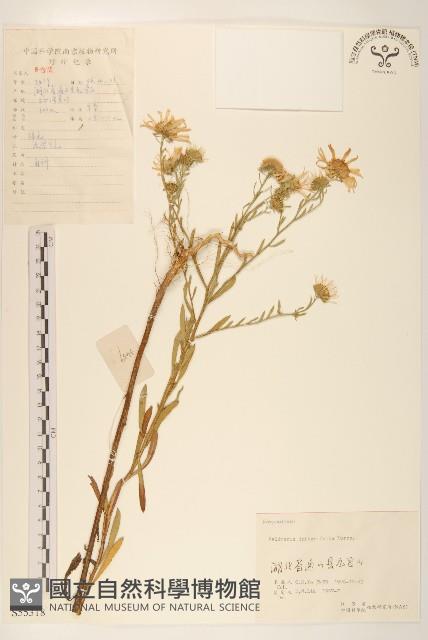 全葉馬蘭藏品圖，第1張