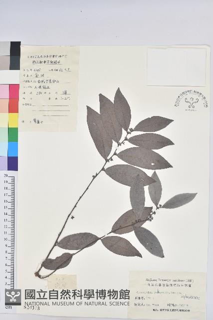 紅毛饅頭果藏品圖，第1張