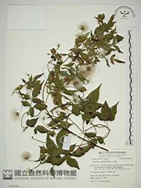 小木通藏品圖，第1張