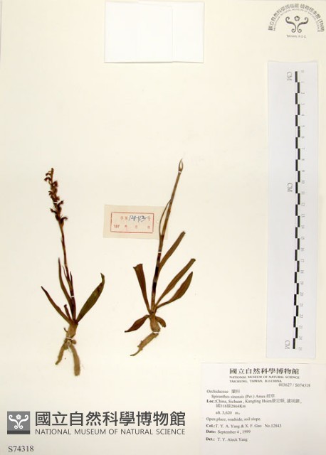 綬草藏品圖，第1張