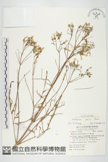 小燈籠草、大還魂藏品圖，第1張