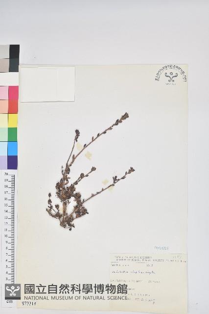 紅毛杜鵑藏品圖，第1張