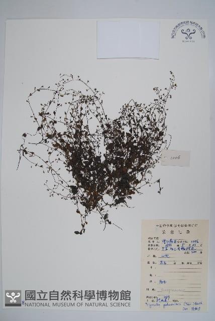 附地菜藏品圖，第1張