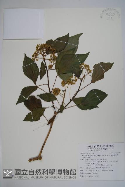 臺灣常春藤藏品圖，第1張