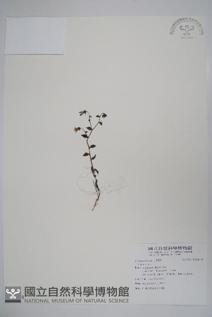 登錄號:S096818藏品圖，第1張