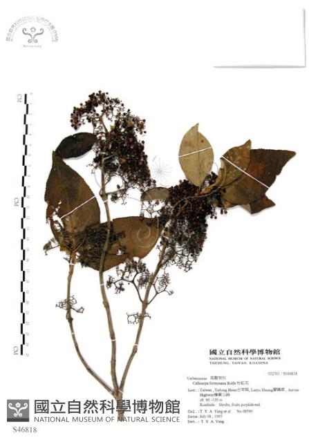 杜虹花，台灣紫珠藏品圖，第1張