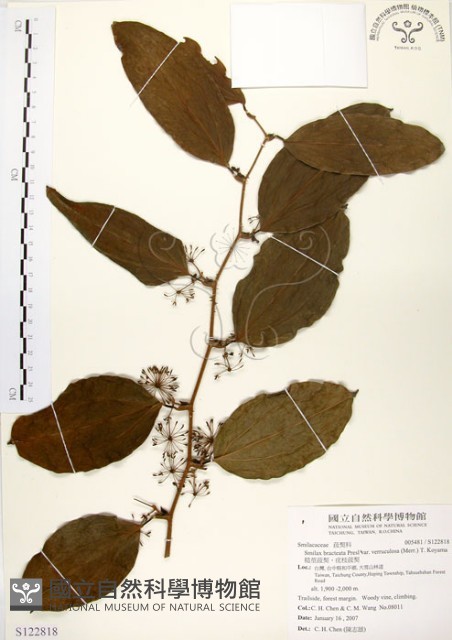 糙莖菝契、疣枝菝契藏品圖，第1張