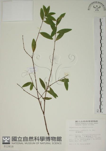 披針葉蕘花藏品圖，第1張