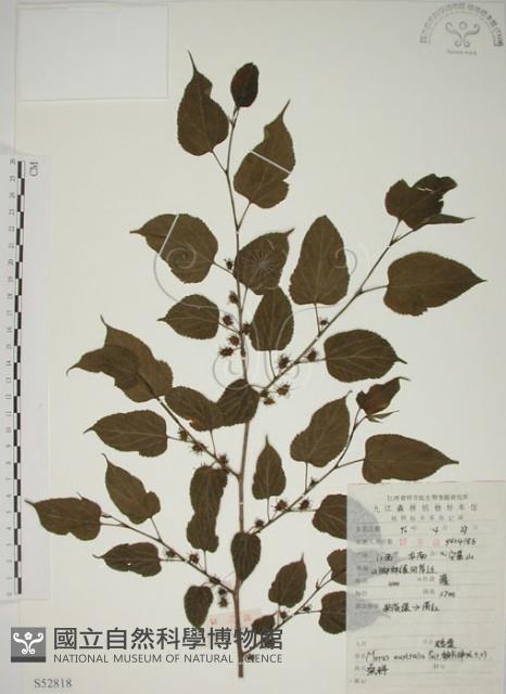 小桑樹藏品圖，第1張