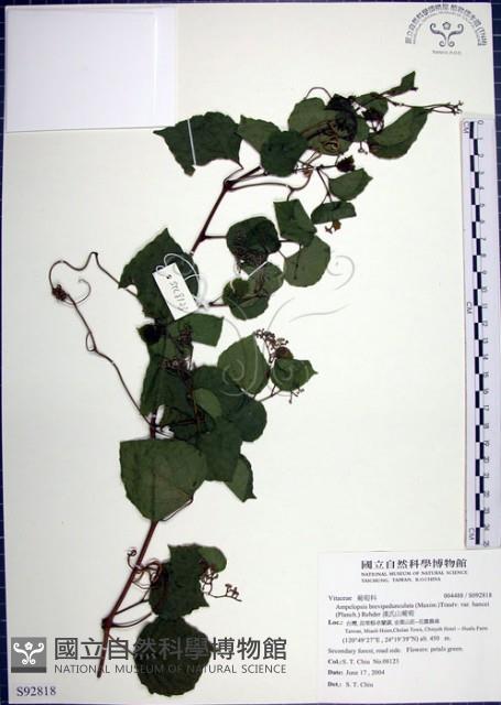 漢氏山葡萄藏品圖，第1張