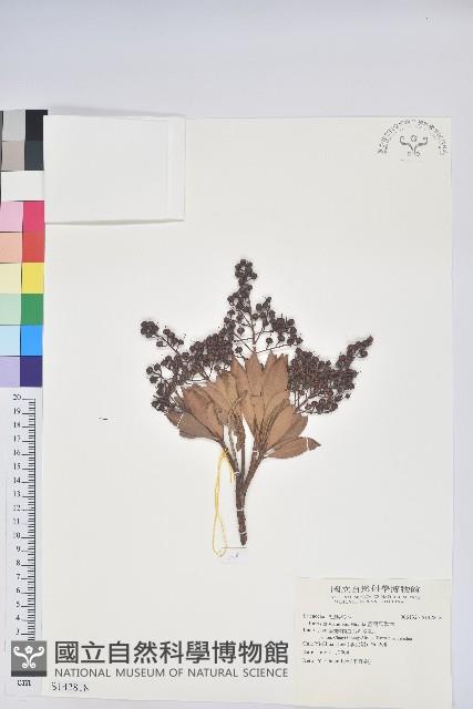 臺灣馬醉木藏品圖，第1張