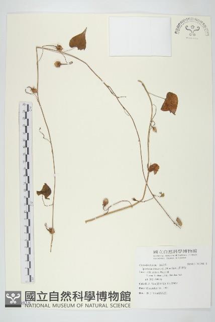 野牽牛藏品圖，第1張