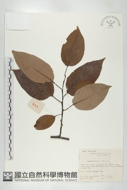 浙江柿藏品圖，第1張