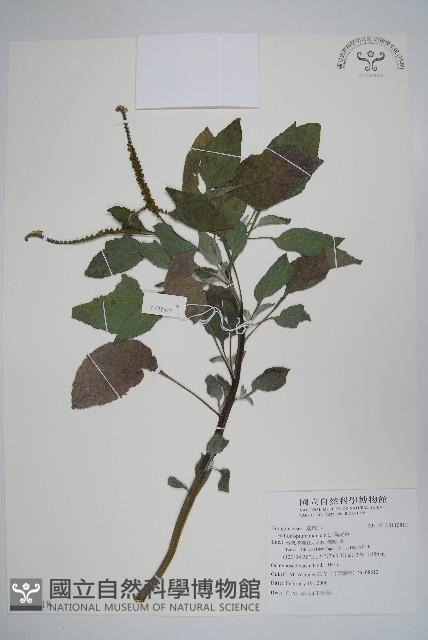 狗尾草藏品圖，第1張