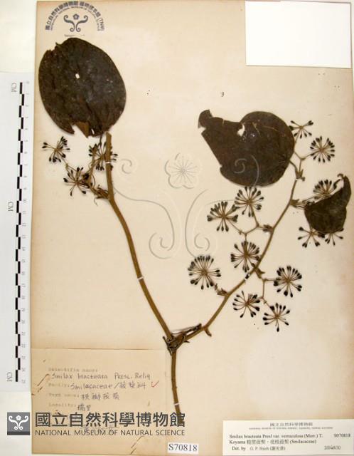 糙莖菝契、疣枝菝契藏品圖，第1張