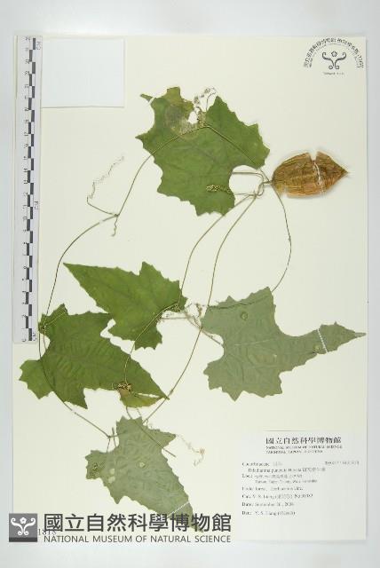 斑花青牛膽藏品圖，第1張