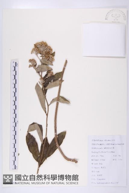 羊耳菊藏品圖，第1張