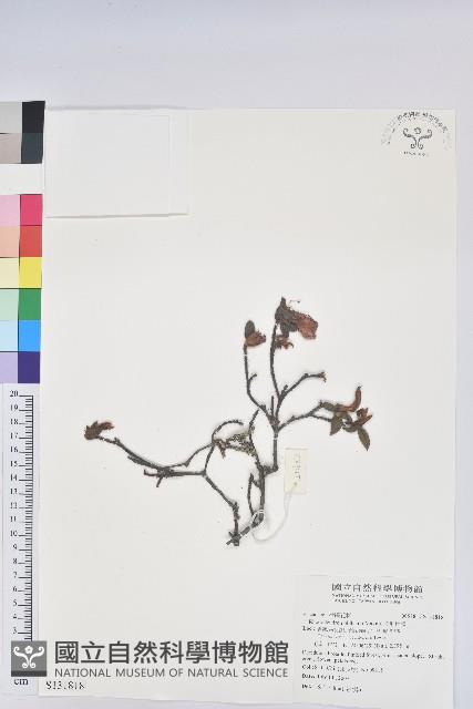 金毛杜鵑藏品圖，第1張