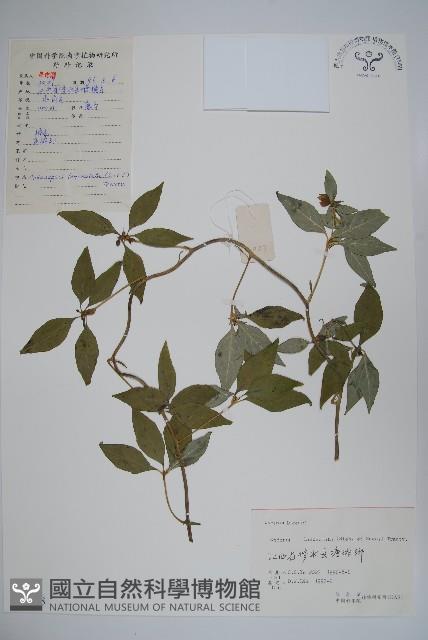 羊乳、四葉參藏品圖，第1張