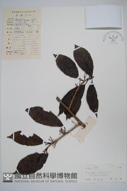 京梨獼猴桃藏品圖，第1張