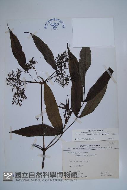 冇骨消藏品圖，第1張