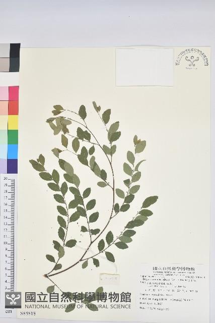 紅仔珠藏品圖，第1張