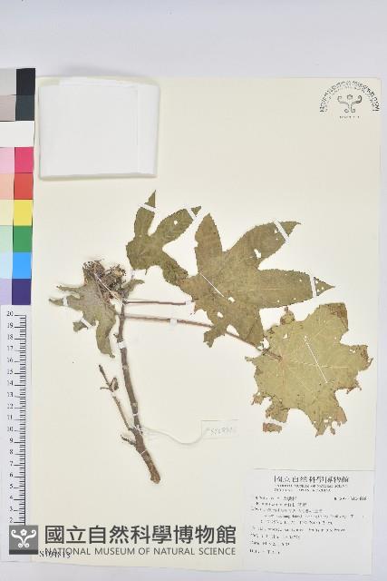 蓖麻藏品圖，第1張