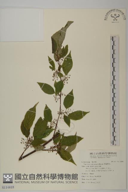 佩羅特木藏品圖，第1張