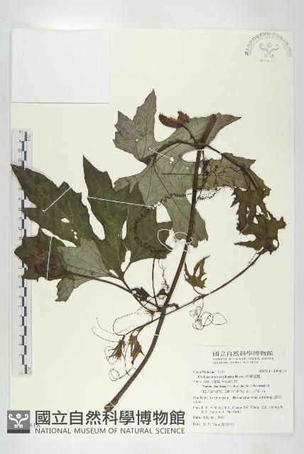 槭葉括摟藏品圖，第1張