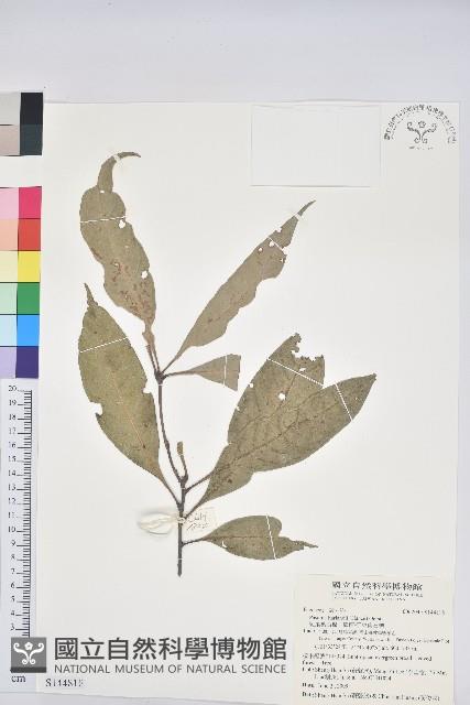 短尾葉石櫟、嶺南柯`東南石櫟藏品圖，第1張