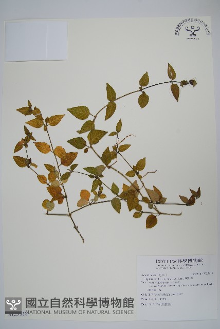蘆利草藏品圖，第1張
